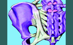 sacroiliac joint